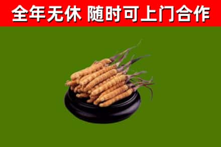 岑巩县回收冬虫夏草
