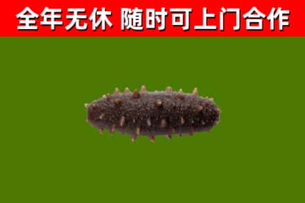 岑巩县回收海参干